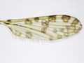 Ilisia maculata